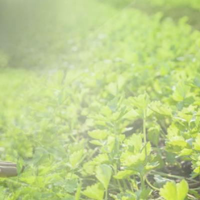 supplier of agrochemical or agricultural chemical in chennai Tamilnadu india